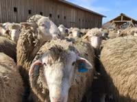 Sheep (batch, sex not specified), Sheep — photo 4