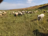 Sheep, Balbas sheep — photo 2