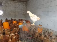 Chickens — photo 2