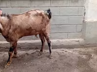 تيس, Beetal goats — الصورة 1