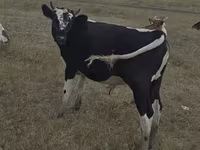 Vaca, Vaca roja sin cuernos — foto 4