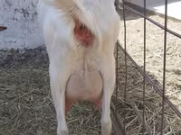 Cabra, Saanen goat — foto 3