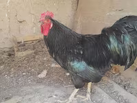 Chickens — Foto 1
