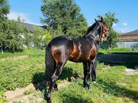 Horse (M), Swedish warmblood horse — photo 7