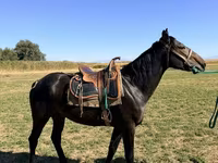Horse (M), Karachay horse — photo 1