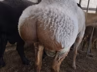 Ram, Rambouillet sheep — photo 3