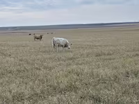 Toro, Swiss cattle — foto 8