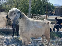 Billy Goat, Goats — photo 2