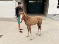 Yegua, Caballos — foto 2