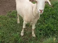 Goat, Saanen goat — photo 1