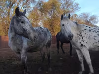 Yegua, Appaloosa — foto 3