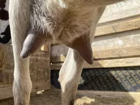 बकरी, Saanen goat — फ़ोटो 3