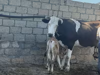 Vaca, Simmental cattle — foto 3