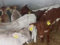Cattle (batch, sex not specified), Simmental cattle — photo 2