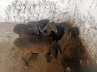 Ovejas (lote, sexo no especificado), Ovejas — foto 2