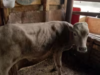 Bovinos (lote, sexo no especificado), Ganado vacuno — foto 3