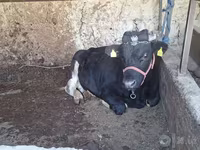 Bull, Cattle — photo 1