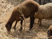 Ovejas (lote, sexo no especificado), Karabakh sheep — foto 1