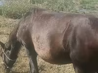 घोड़ी, Azerbaijan horse — फ़ोटो 4