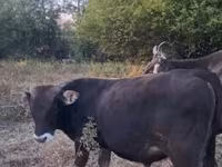 公牛, Brown Carpathian breed — 照片 3