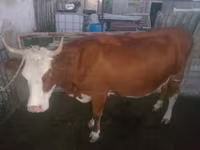 بقرة, Simmental cattle — الصورة 1