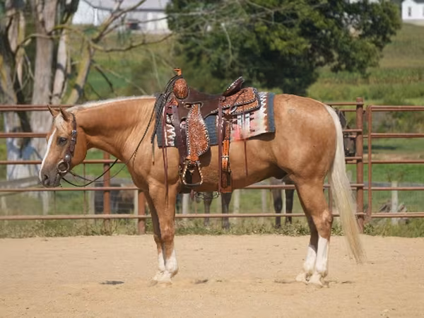 Hengst, Quarter Horse