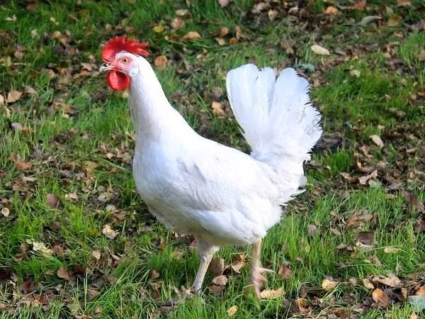 Хайсекс