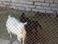 Cabra, Saanen goat — foto 4
