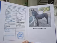 母马, Friesian — 照片 8