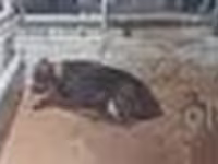 ثور, Swedish red cattle — الصورة 6