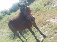 فرس, Horse breed — الصورة 2