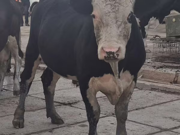 Bull, Simmental cattle