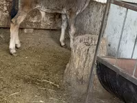 公牛, Alatau breed — 照片 2