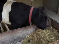 Cattle (batch, sex not specified), Russian Black pied cattle — photo 4
