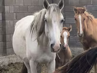 فرس, Mugalzhar horse — الصورة 4