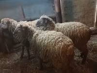 Ram, Sheep — photo 4