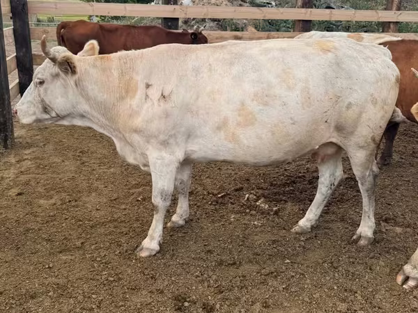 Vaca, Swiss cattle