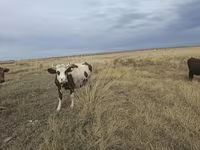 Vaca, Ganado vacuno — foto 6