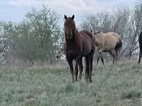 Yegua, Horse breed — foto 2