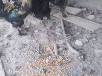 Chickens — الصورة 6