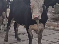 Toro, Simmental cattle — foto 1