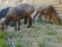Ovejas (lote, sexo no especificado), Ovejas — foto 1