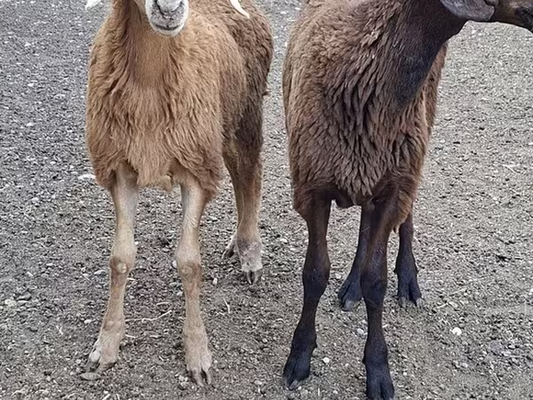 Billy Goat, Goats