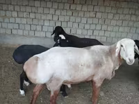 كبش, Edilbay sheep — الصورة 4