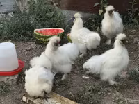 Thailändisches Kampfhuhn — Foto 4