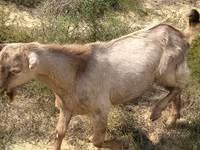Billy Goat, Goats — photo 3