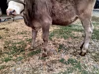 गाय, मवेशी — फ़ोटो 1