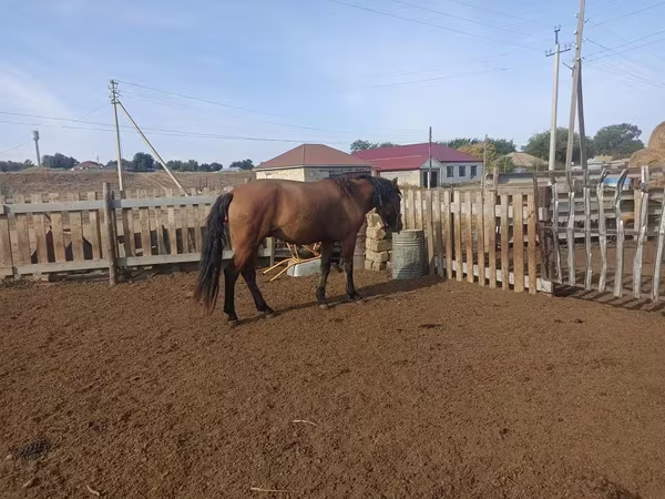Caballo, Mugalzhar horse