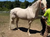 Hengst, Kentucky mountain daddle horse — Foto 1