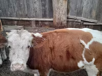 ثور, Simmental cattle — الصورة 2